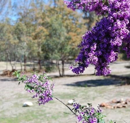 Gumleaves Bush Holidays Little Swanport Extérieur photo
