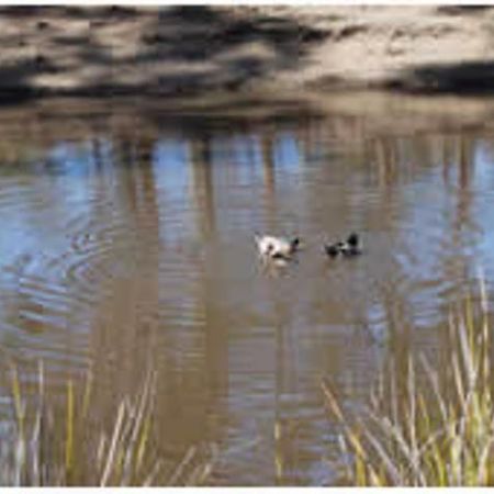 Gumleaves Bush Holidays Little Swanport Extérieur photo