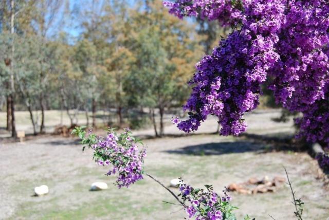 Gumleaves Bush Holidays Little Swanport Extérieur photo