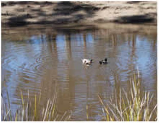 Gumleaves Bush Holidays Little Swanport Extérieur photo